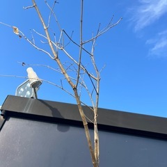 天然樹形 アオダモ-白斑点模様の美しい一本立ちの画像