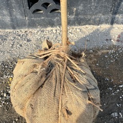 天然樹形 アオダモ-白斑点模様の美しい一本立ちの画像