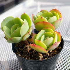 《エケベリア》　ピーチプリデの画像