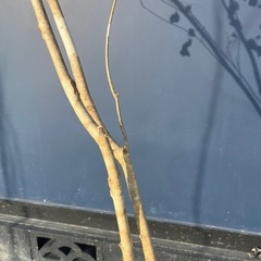 天然樹形 アオダモ-癖のある白斑点模様の美しい２本立ちの画像