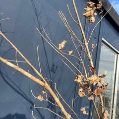 天然樹形 アオダモ-癖のある白斑点模様の美しい２本立ちの画像