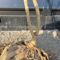 天然樹形 アオダモ-癖のある白斑点模様の美しい２本立ちの画像