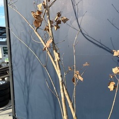 天然樹形 アオダモ-癖のある白斑点模様の美しい２本立ちの画像