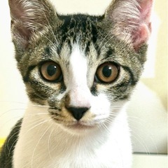 膝や肩に乗る超甘えん坊の男の子「しろ君」3ヶ月