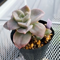 《エケベリア》　ラブリーローズの画像