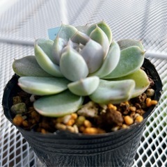 《エケベリア》　スノーバニーの画像