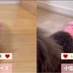 ⭕ワンちゃんのおむつカバー　新品未使用⭕の画像