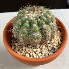 サボテン・ノトカクタス「すみれ丸（菫丸）」の画像