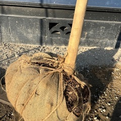 天然樹形 アオダモ- 極太白斑点模様の力強い立ち姿の画像