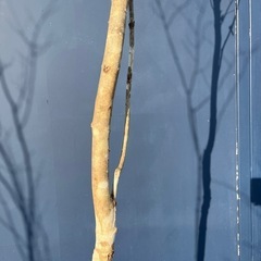 天然樹形 アオダモ- 極太白斑点模様の力強い立ち姿の画像