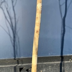 天然樹形 アオダモ- 極太白斑点模様の力強い立ち姿の画像