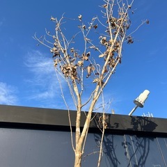 天然樹形 アオダモ- 極太白斑点模様の力強い立ち姿の画像