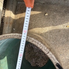 メダカ　鉢の画像