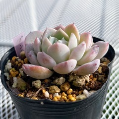 《エケベリア》　ブンテンの画像