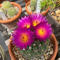 サボテン・ノトカクタス「すみれ丸（菫丸）」の画像