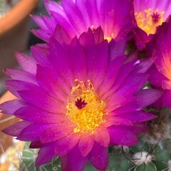 サボテン・ノトカクタス「すみれ丸（菫丸）」の画像