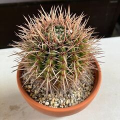 サボテン・ノトカクタス「赤花獅子王丸」の画像