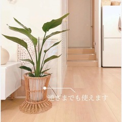 IKEA KANELSTANG 植物スタンドの画像