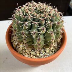 サボテン・ギムノカリキウム「緋花玉」の画像