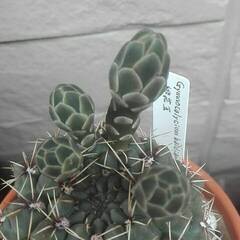 サボテン・ギムノカリキウム「緋花玉」の画像