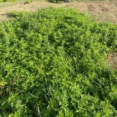 フーチバーの画像