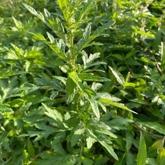 フーチバーの画像