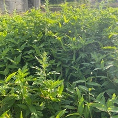 フーチバーの画像