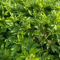 フーチバーの画像