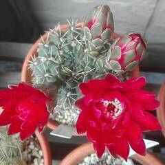 サボテン・ギムノカリキウム「緋花玉」の画像