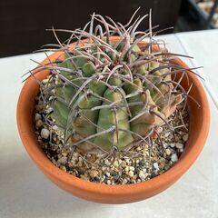 サボテン・ギムノカリキウム「バッテリ」の画像