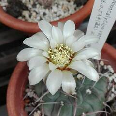 サボテン・ギムノカリキウム「バッテリ」の画像