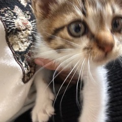 家族が見つかりました。 - 佐波郡