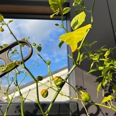 無料唐辛子の木2本の画像