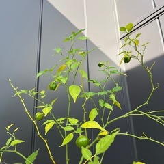 無料唐辛子の木2本の画像