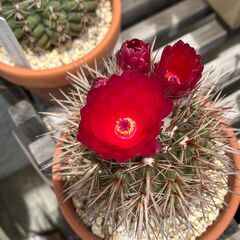 サボテン・ノトカクタス「赤花獅子王丸」の画像