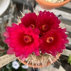 サボテン・ノトカクタス「赤花獅子王丸」の画像
