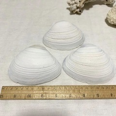 貝と珊瑚礁の画像