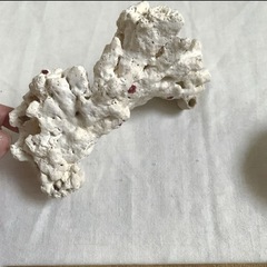 貝と珊瑚礁の画像