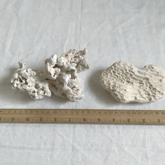 貝と珊瑚礁の画像