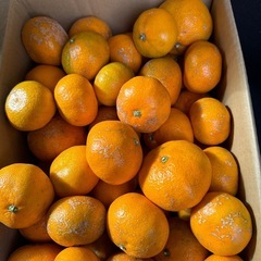 無農薬 カサカサみかん 5～6キロの画像