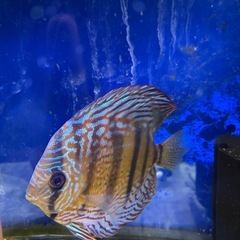 ディスカス
の画像