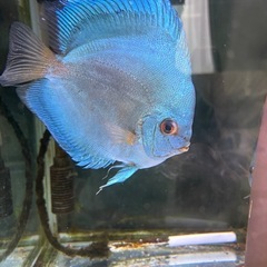 ディスカス
の画像