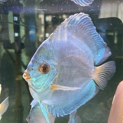 ディスカス
の画像