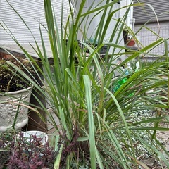 レモングラス　葉の画像