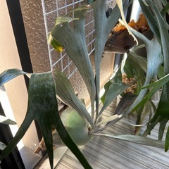 ビカクシダまとめの画像