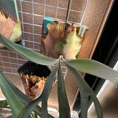 ビカクシダまとめの画像