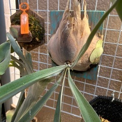 ビカクシダまとめの画像