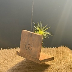 エアープランツ      チランジア  フンキアナ　着生植物の画像