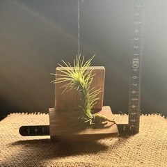 エアープランツ      チランジア  フンキアナ　着生植物の画像