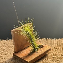 エアープランツ      チランジア  フンキアナ　着生植物の画像